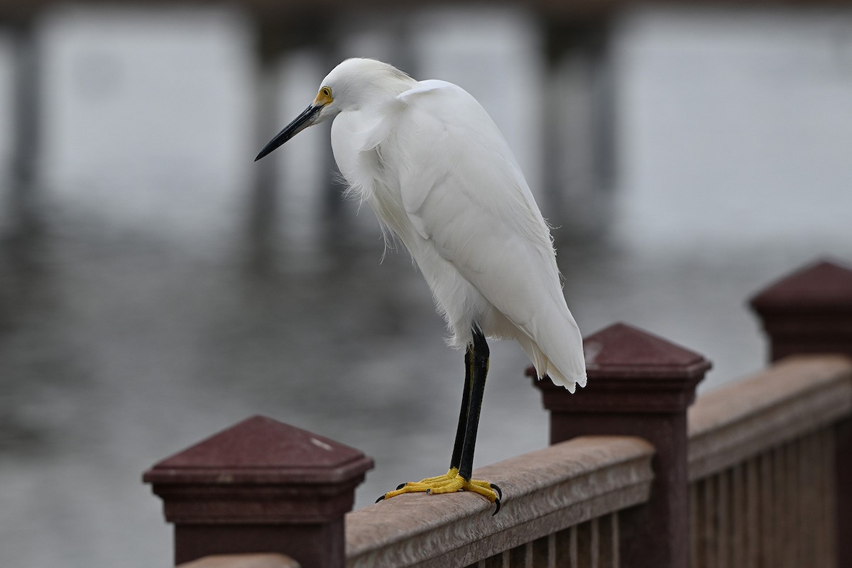 ユキコサギ - ML646999960