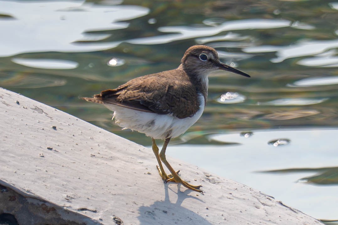 Common Sandpiper - ML646999963