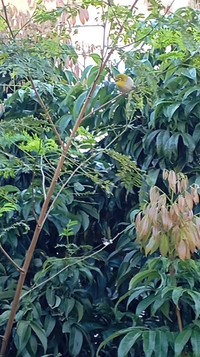 Indian White-eye - ML646999964