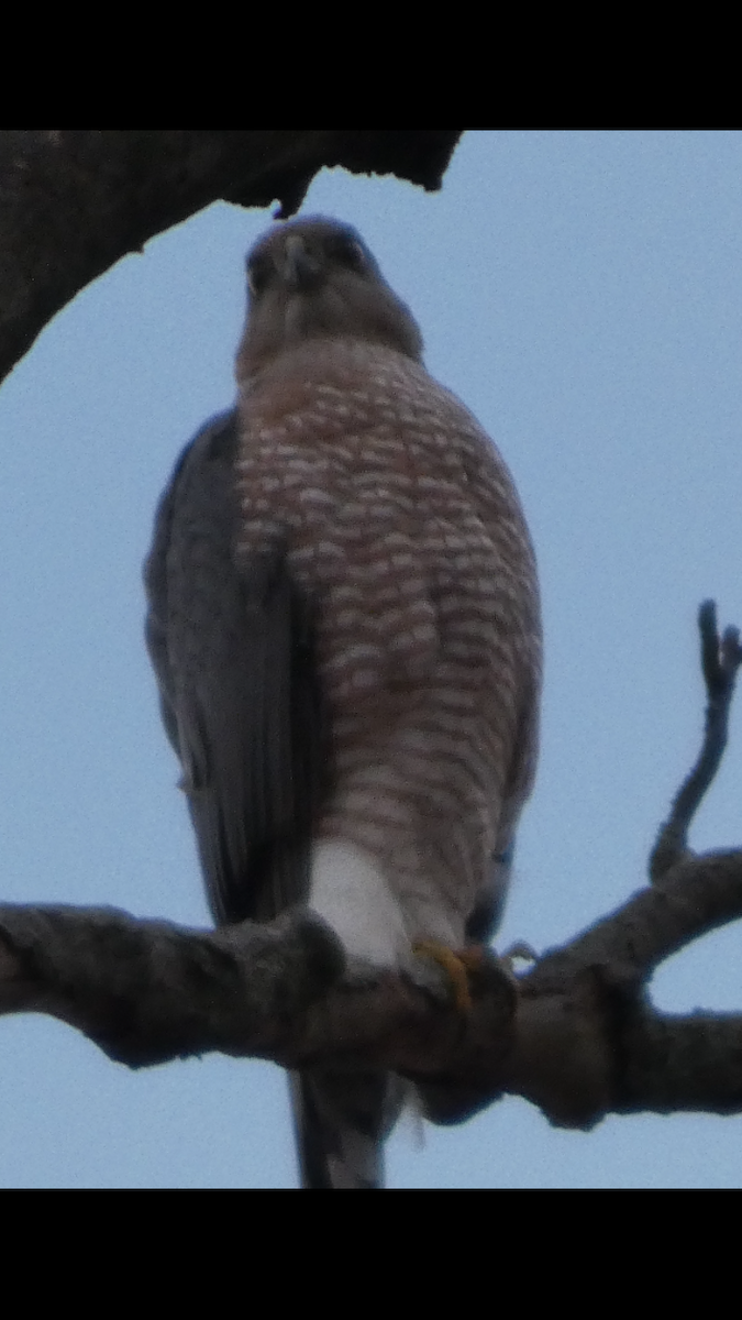 Cooper's Hawk - ML646999966