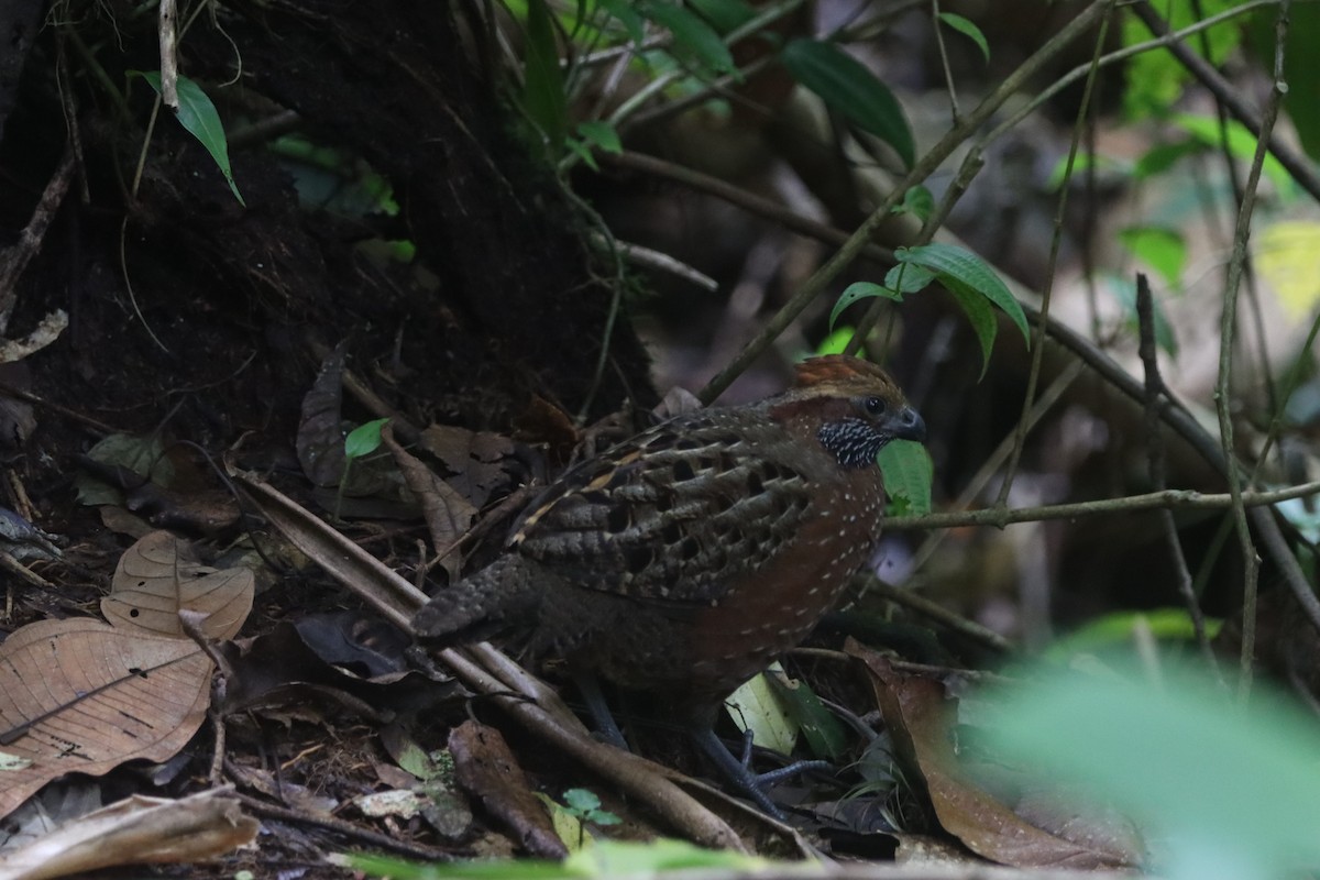 Spotted Wood-Quail - ML646999968