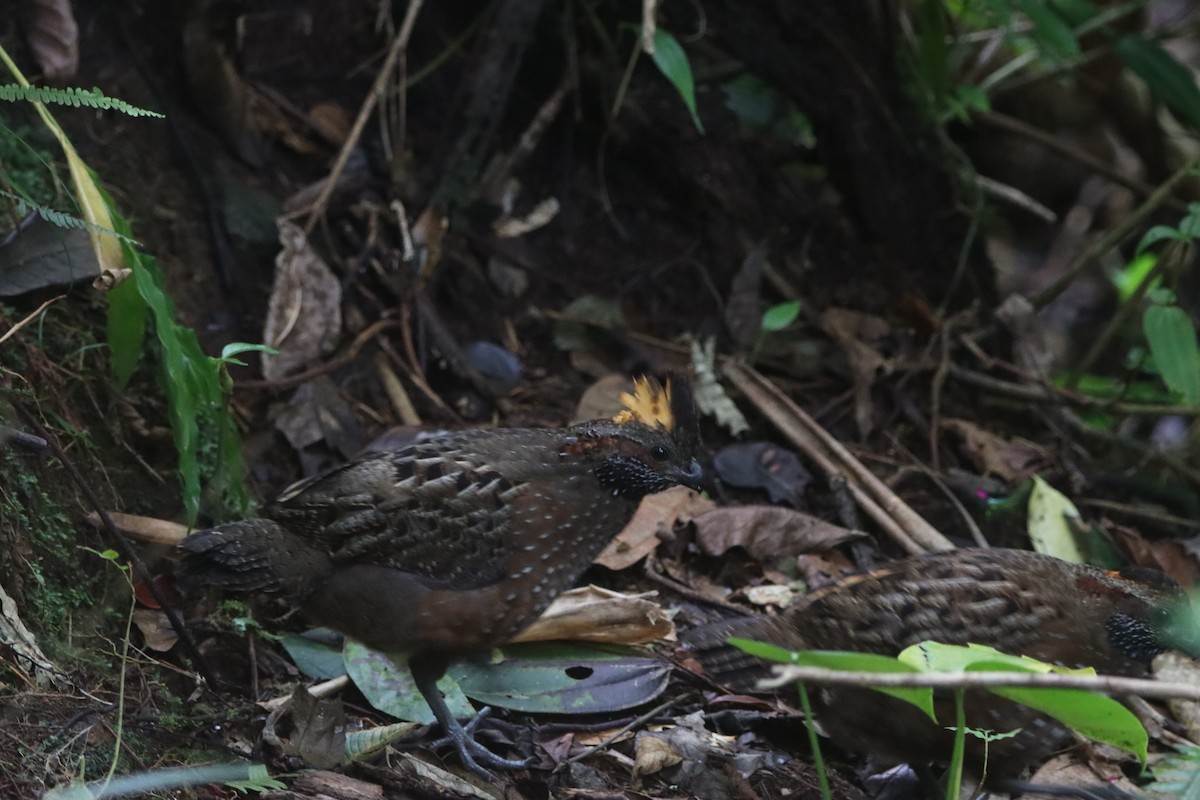 Spotted Wood-Quail - ML646999969