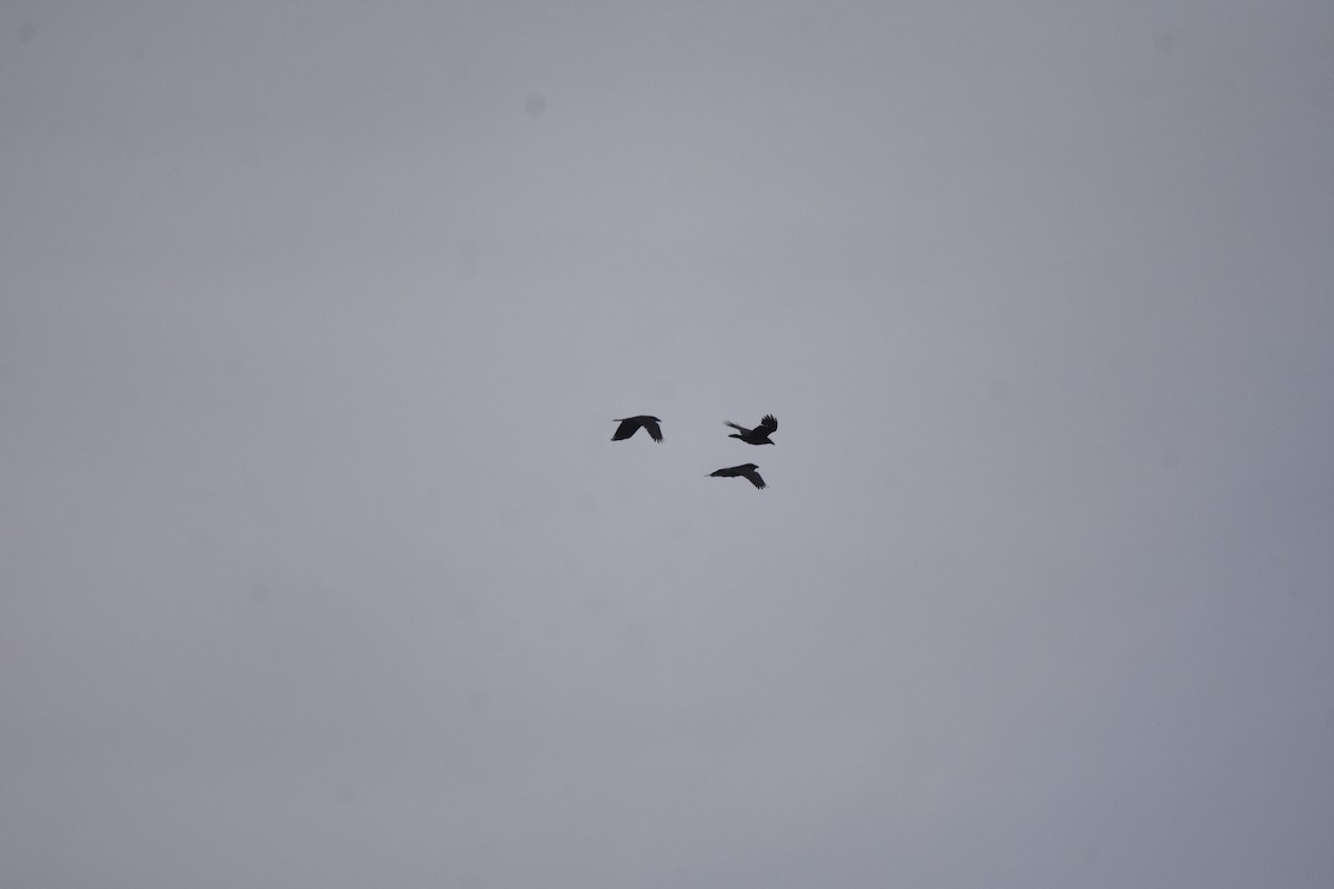 Corvo imperiale - ML646999973