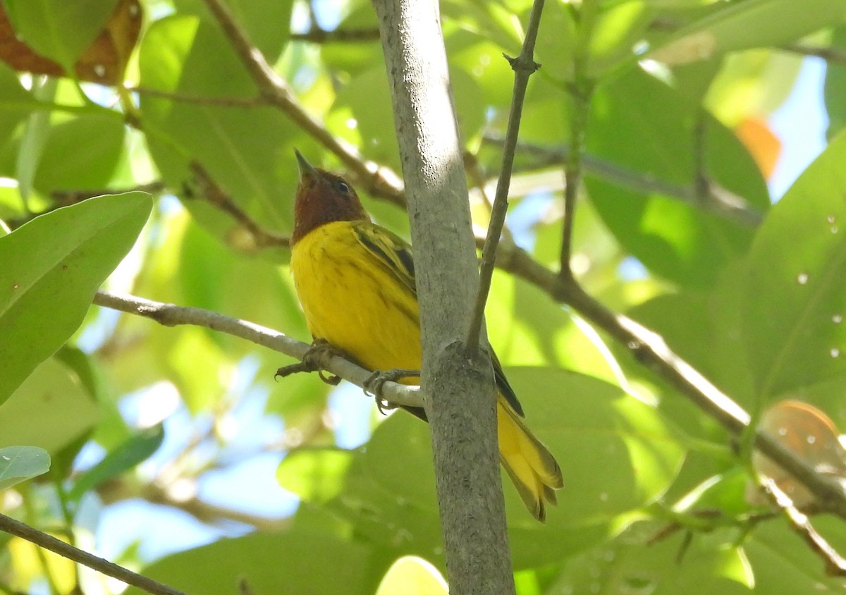 Paruline des mangroves - ML646999982