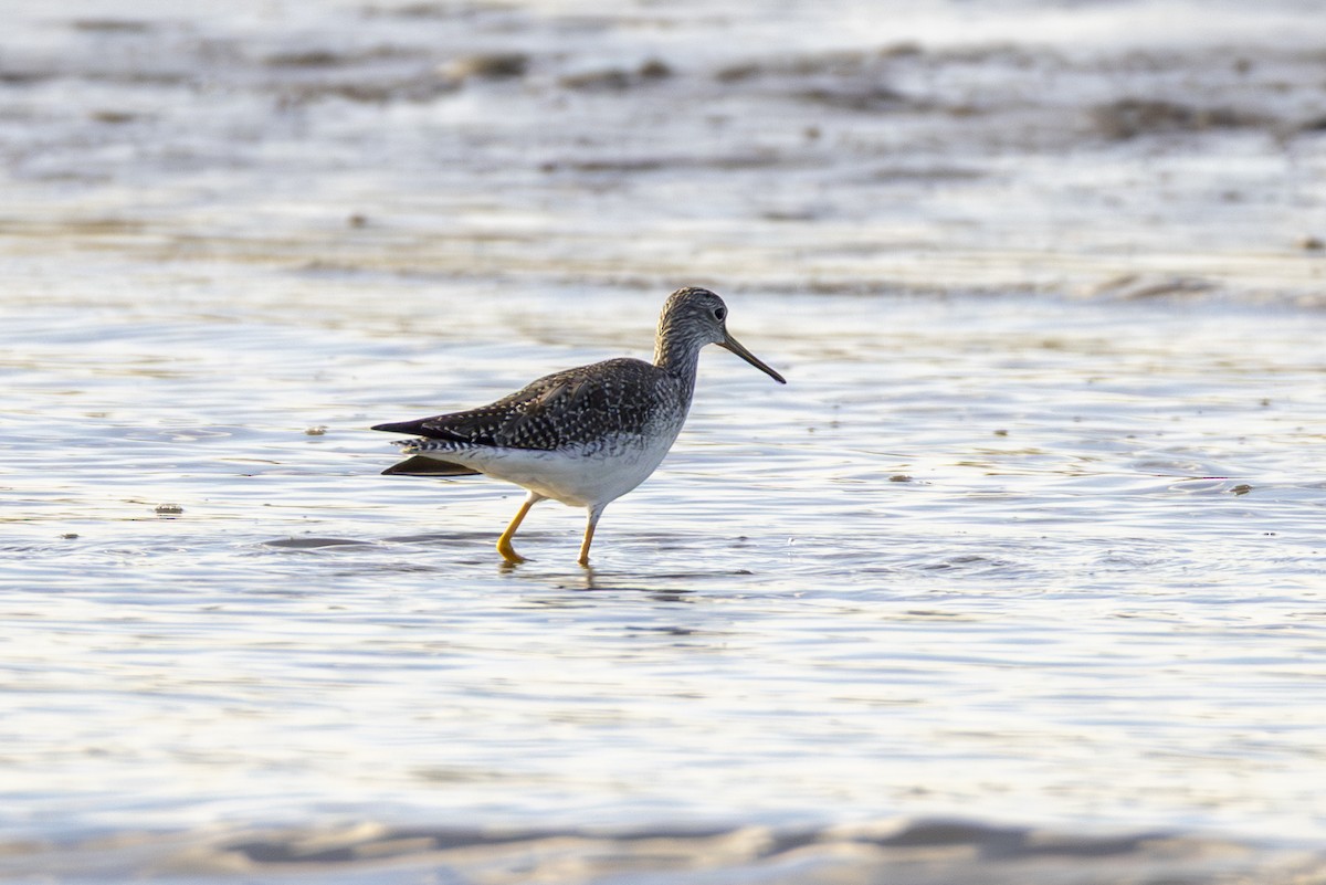 Greater Yellowlegs - ML646999986