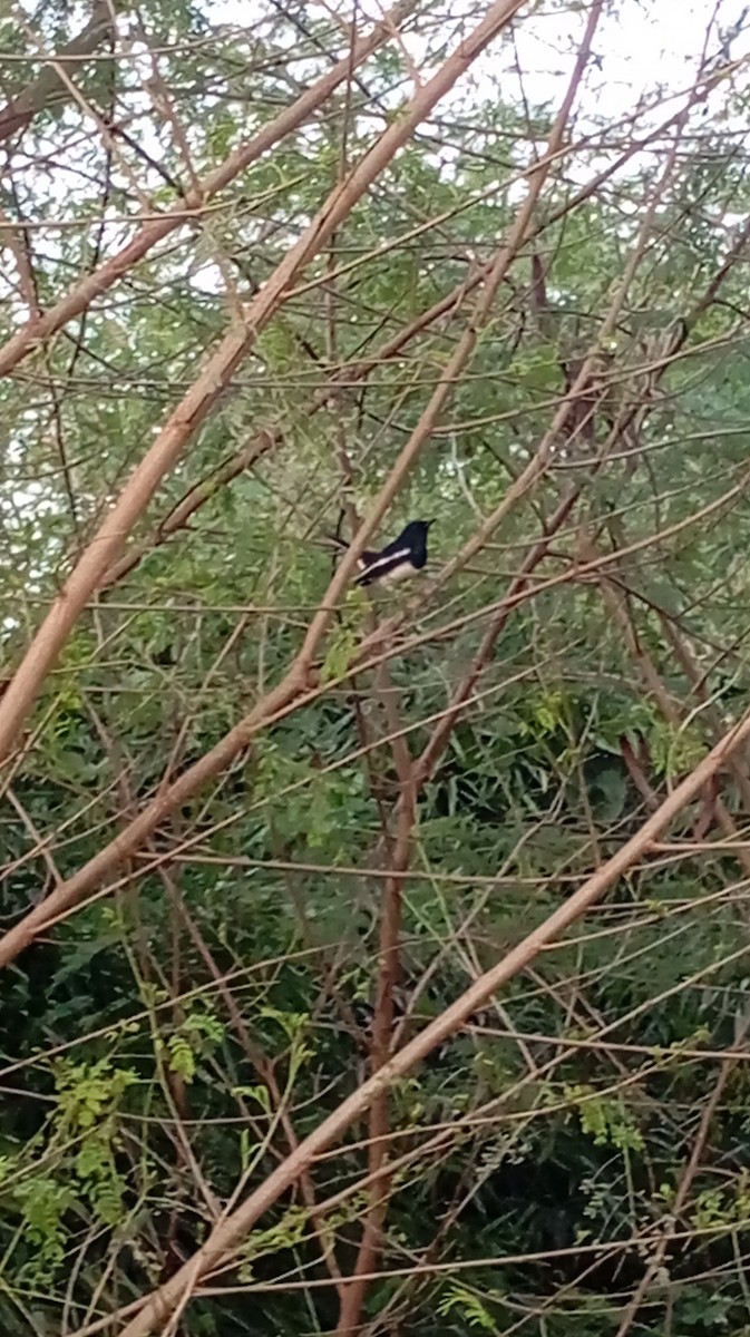 Oriental Magpie-Robin - ML646999994