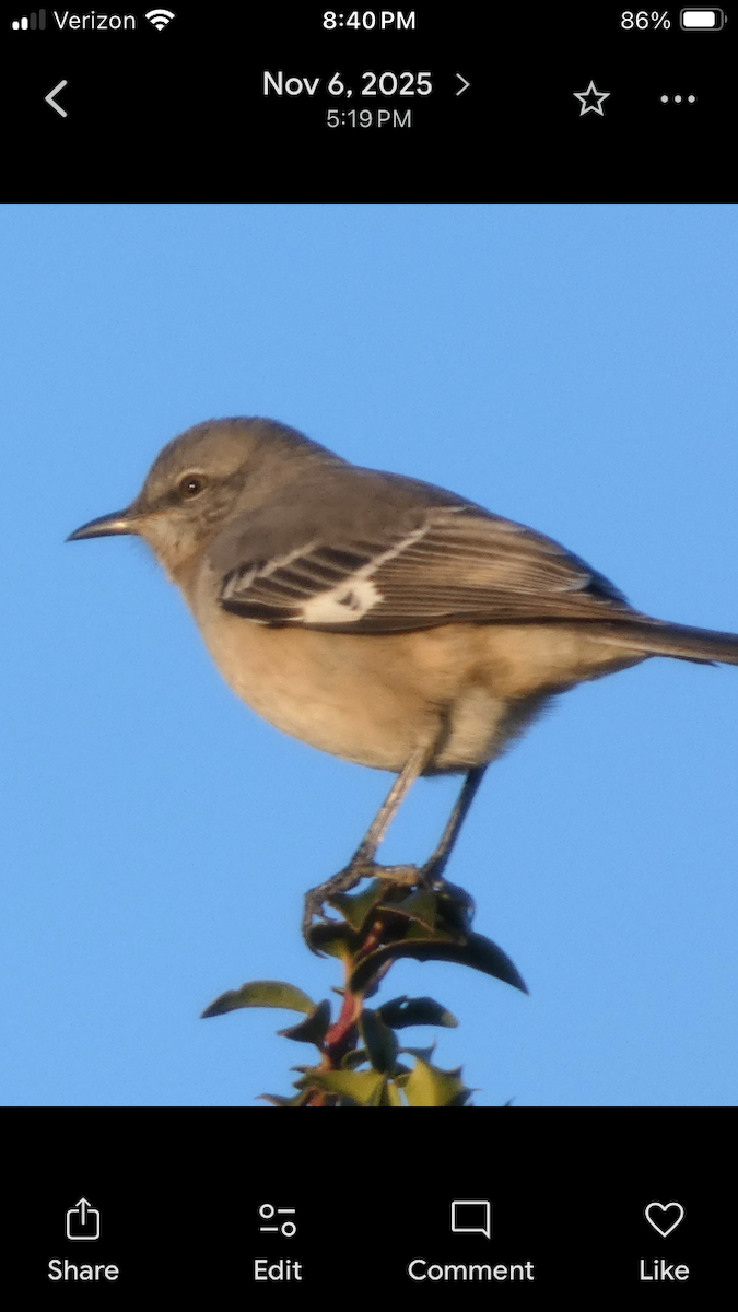 חקיינית צפונית - ML646999995