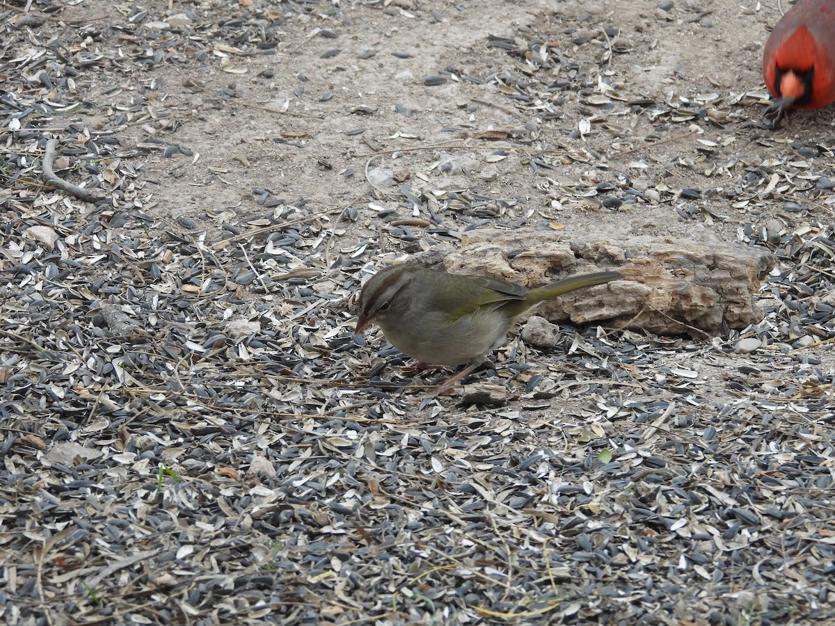 Olive Sparrow - ML647000004