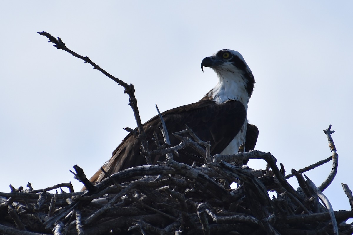 Osprey - ML647000006