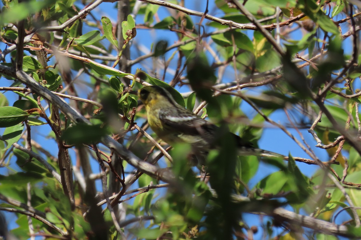 Reinita Gorjinaranja - ML647000008