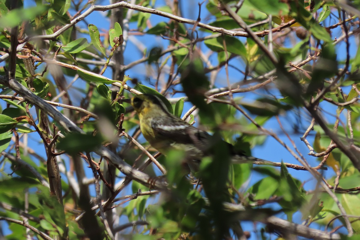 Reinita Gorjinaranja - ML647000009