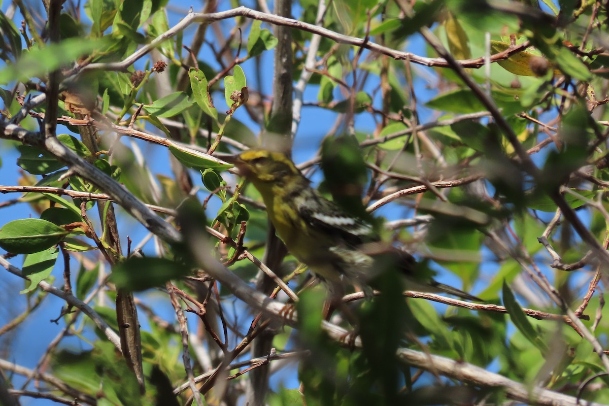 Reinita Gorjinaranja - ML647000010