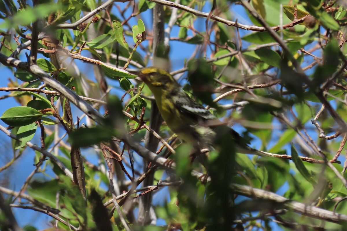 Reinita Gorjinaranja - ML647000011