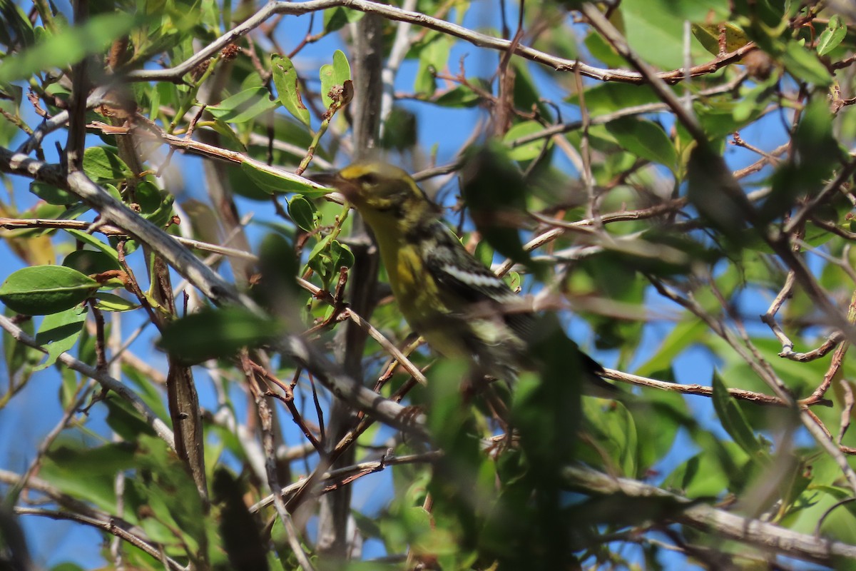 Reinita Gorjinaranja - ML647000012