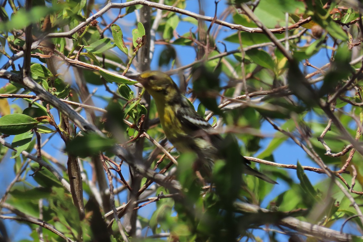 Reinita Gorjinaranja - ML647000013