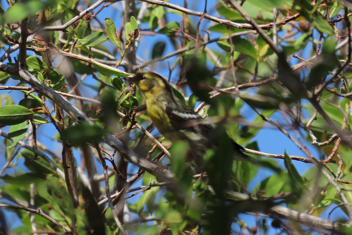 Reinita Gorjinaranja - ML647000014