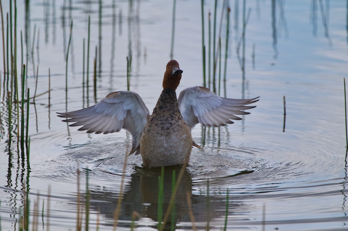 Redhead - ML647000017