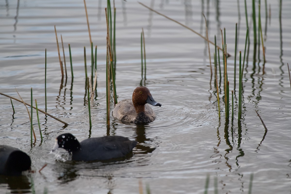 Redhead - ML647000018