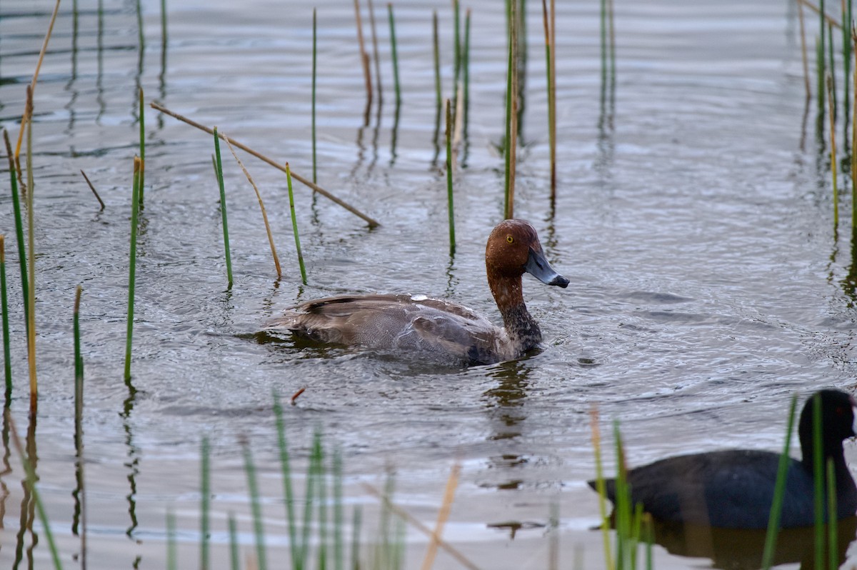 Redhead - ML647000019