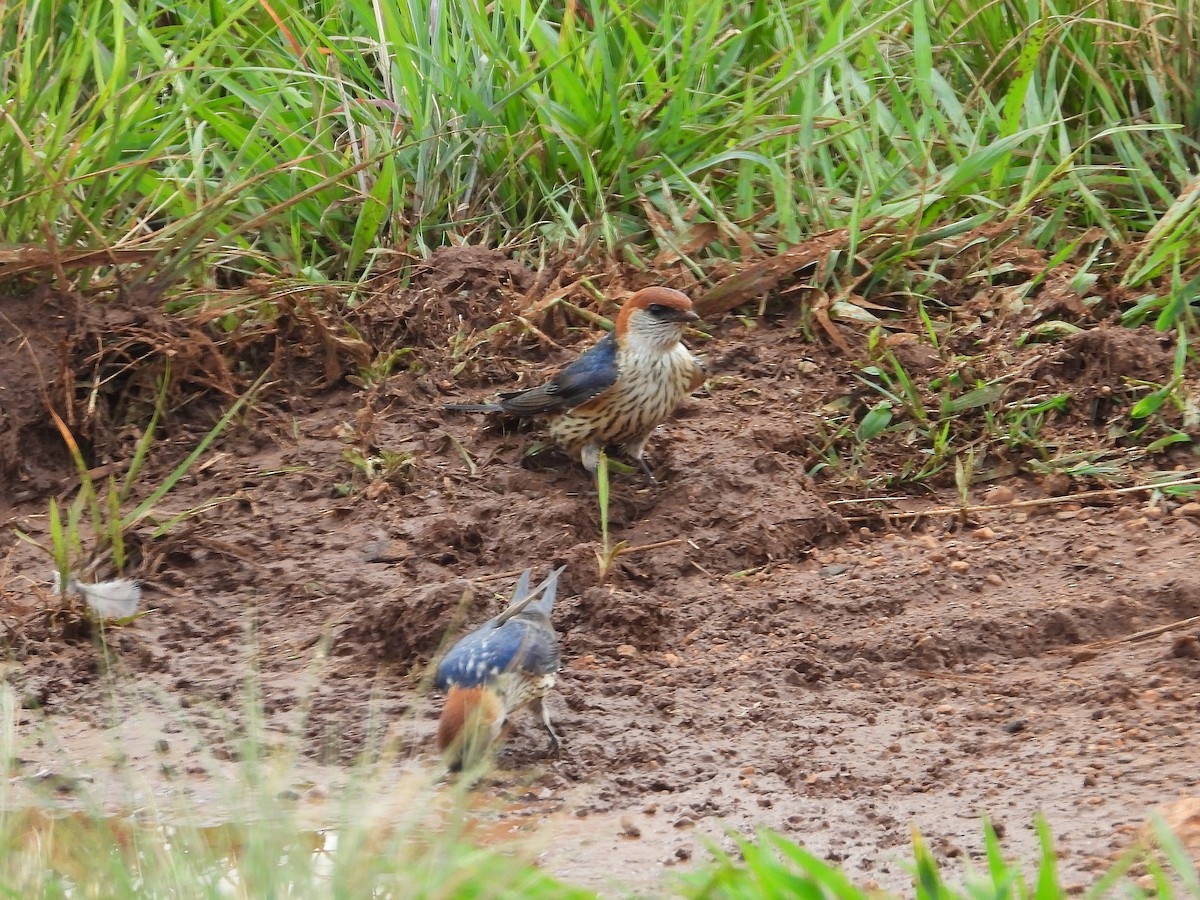 Ластівка капська - ML647000021