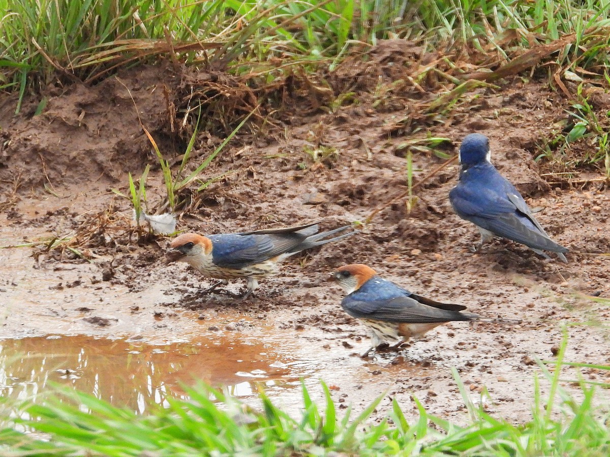 Ластівка капська - ML647000022