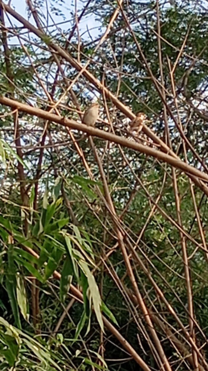 House Sparrow - ML647000029