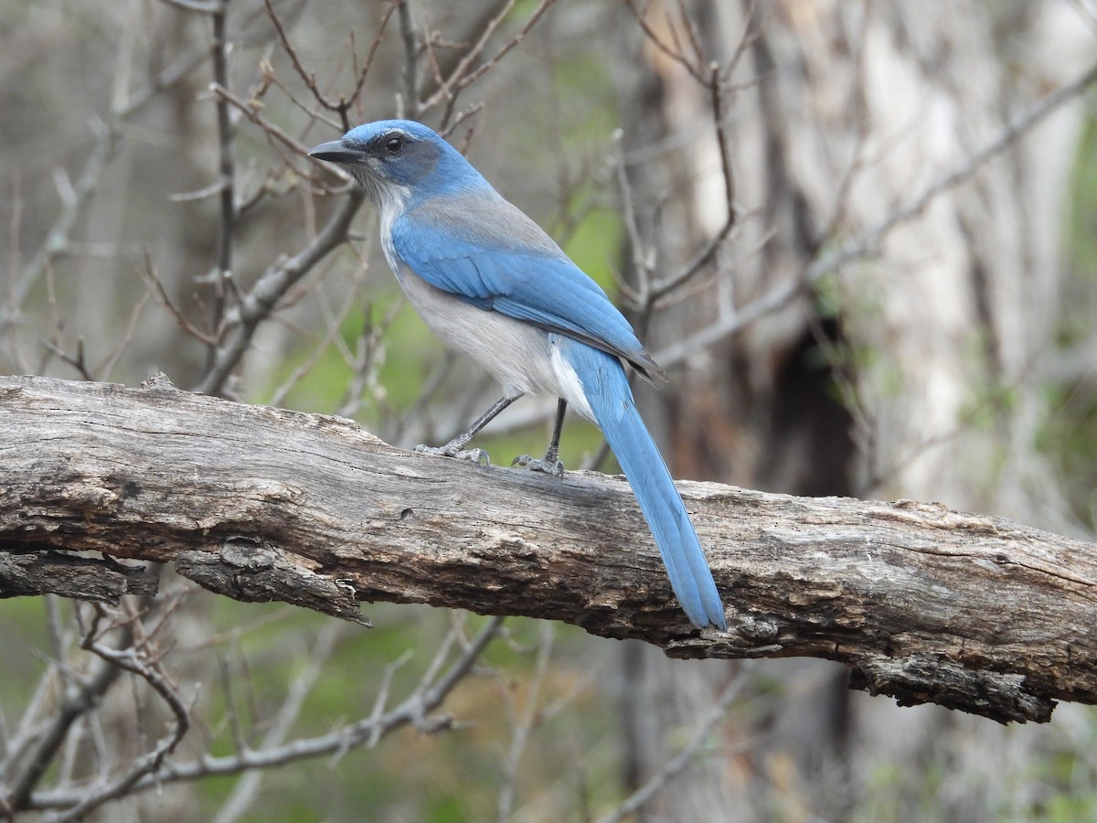 sojka vnitrozemská - ML647000031