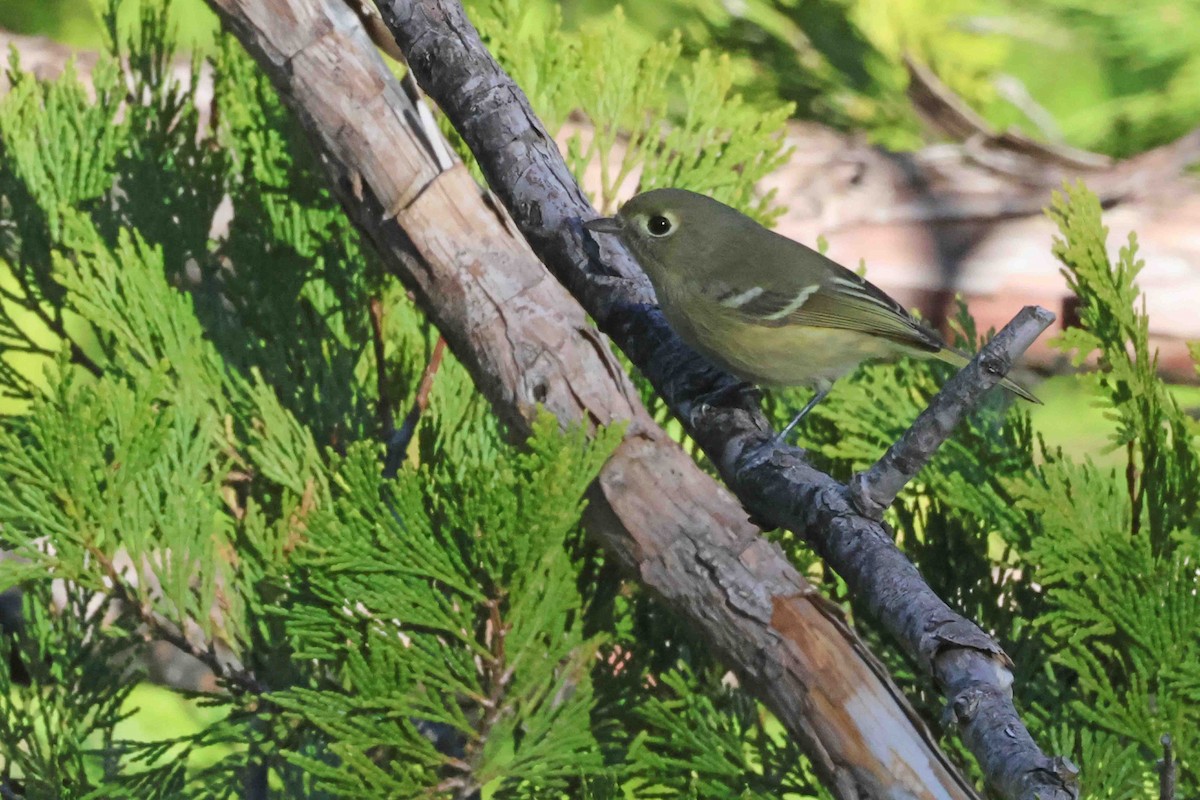 Короткоклювый виреон - ML647000034