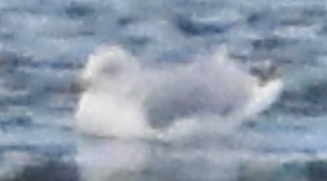 Gavina americana - ML647000039