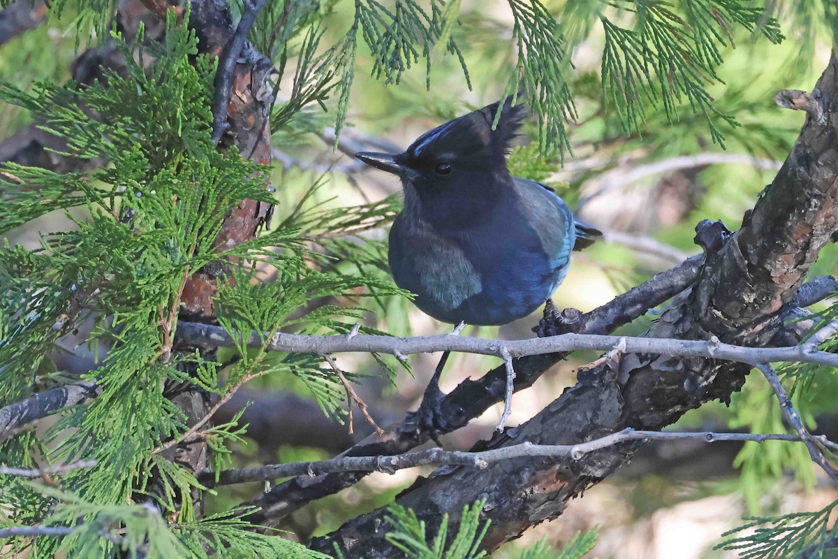 Steller Kargası - ML647000042