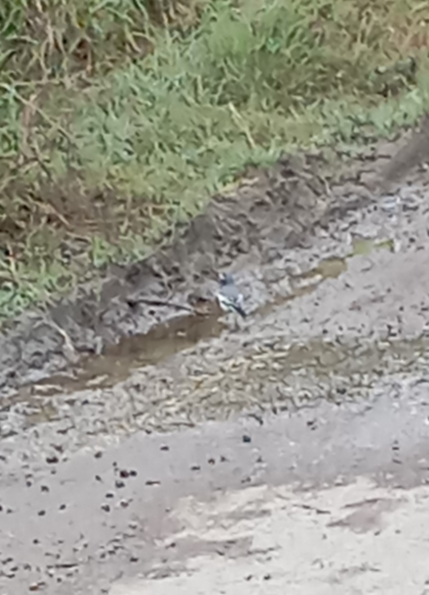 Bachstelze - ML647000043