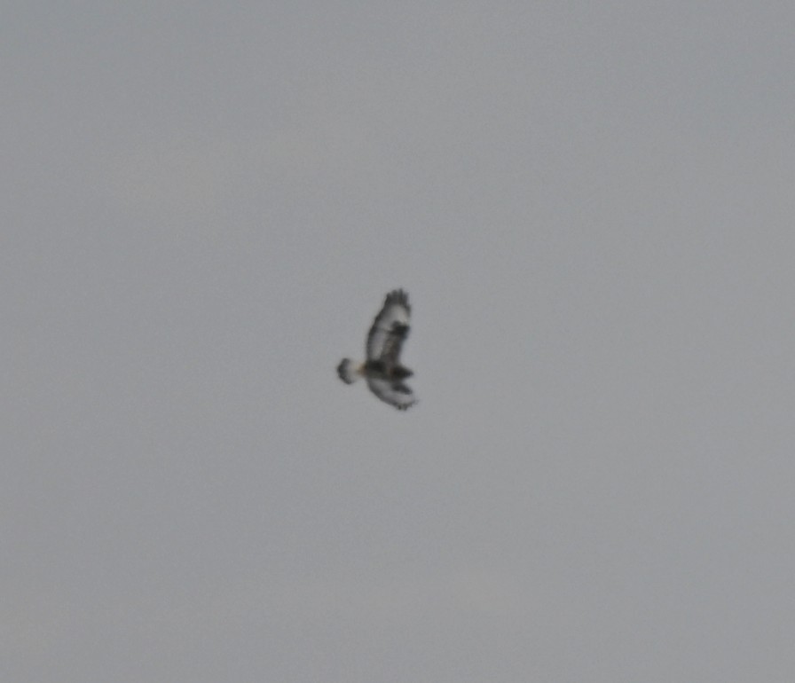 毛足鵟 - ML647000045