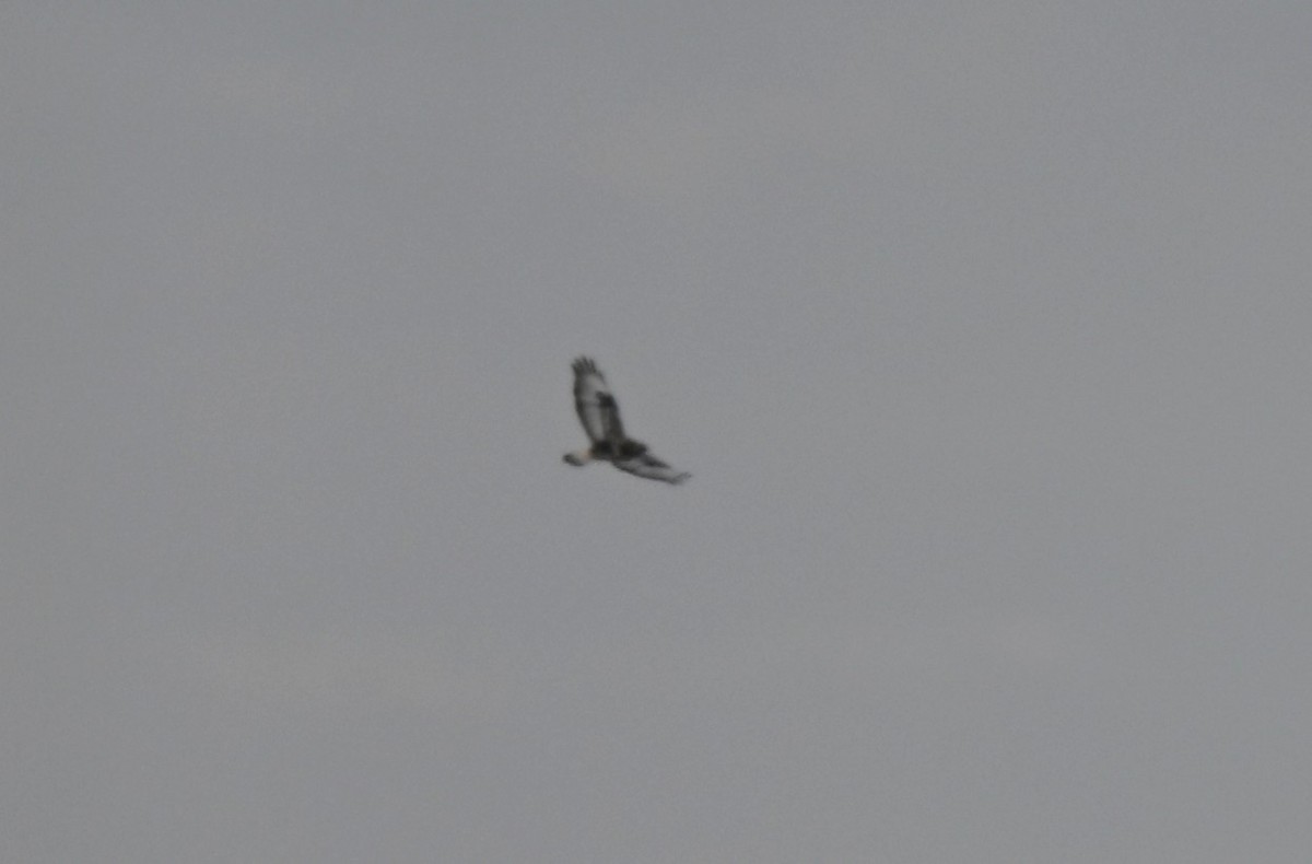 毛足鵟 - ML647000046