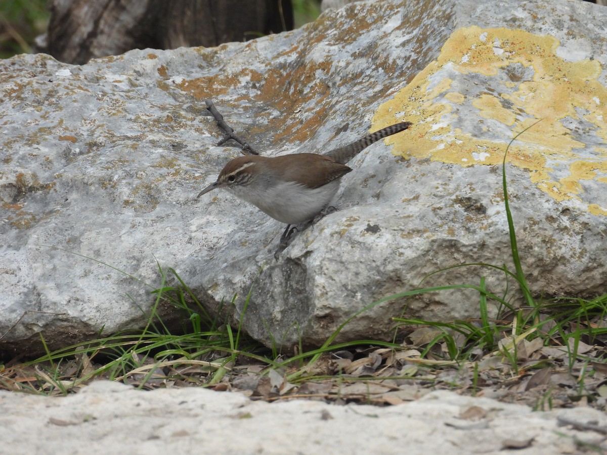 střízlík pokřovní - ML647000052