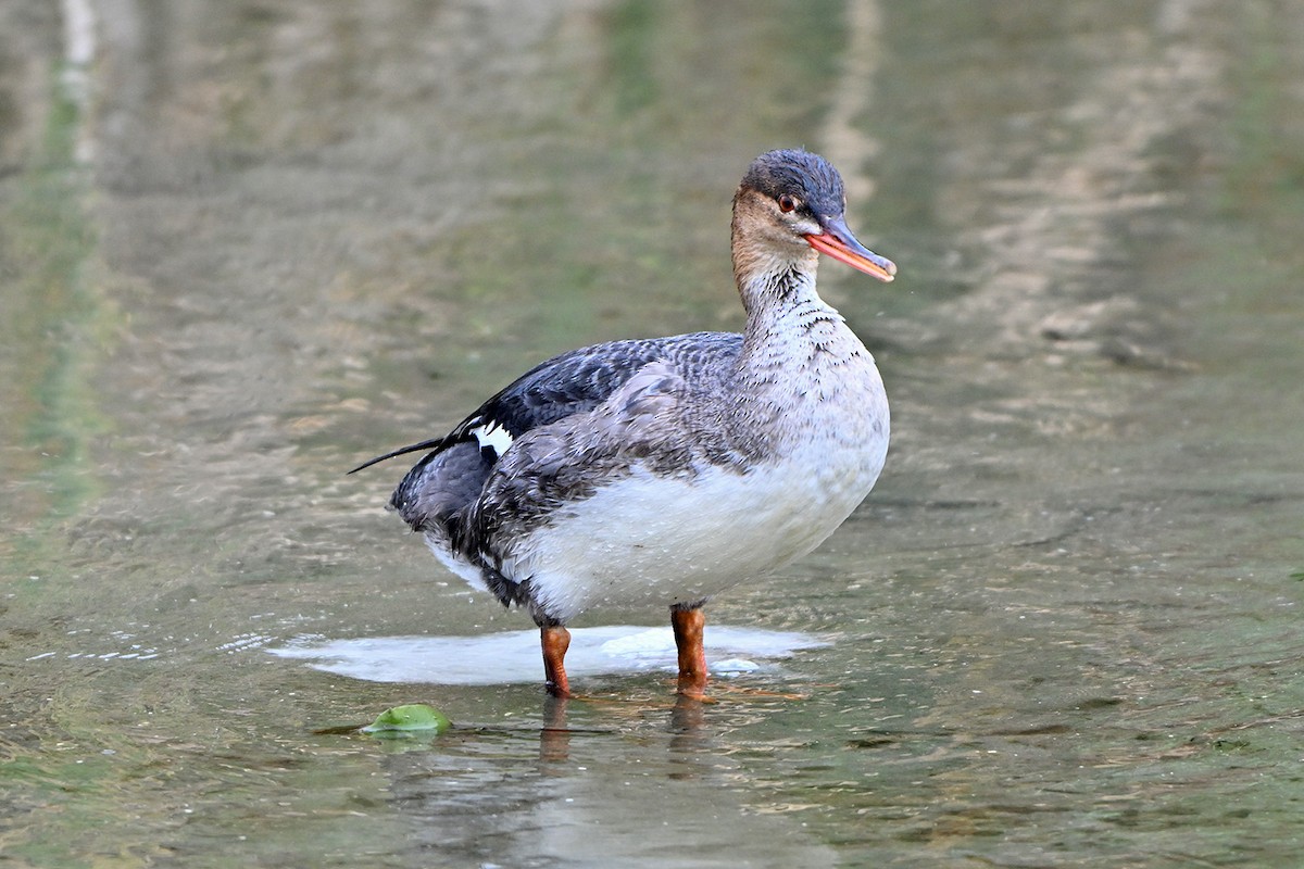 מרגון בינוני - ML647000055