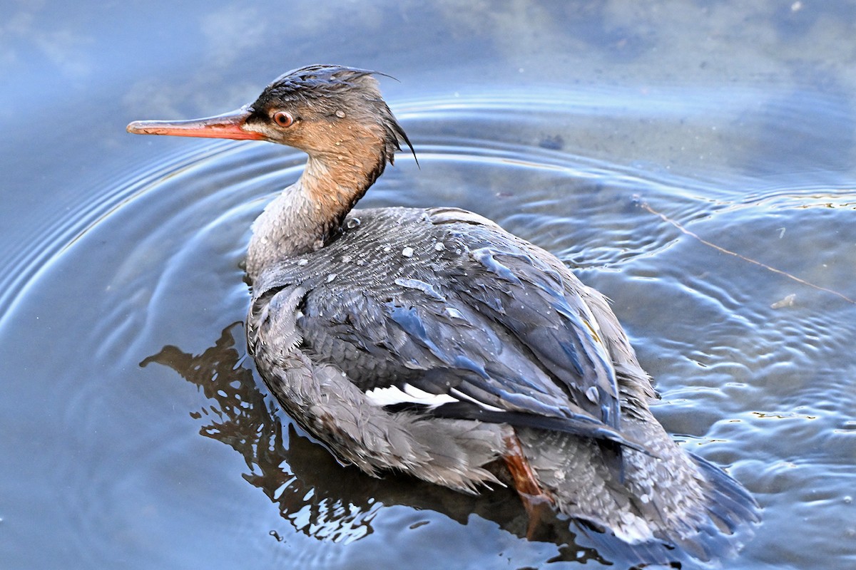 מרגון בינוני - ML647000056