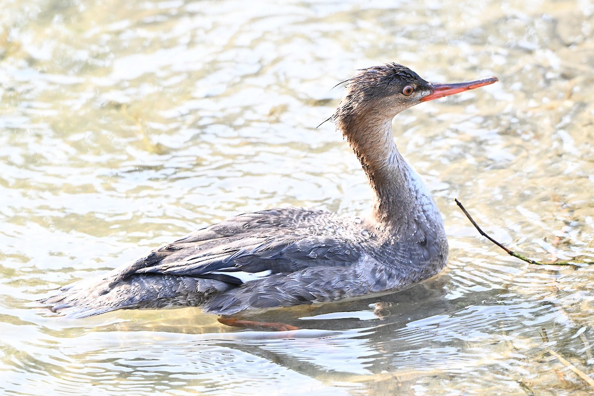 מרגון בינוני - ML647000057