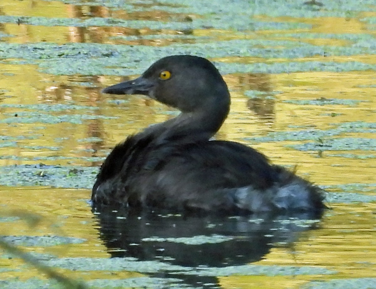 Grèbe minime - ML647000059