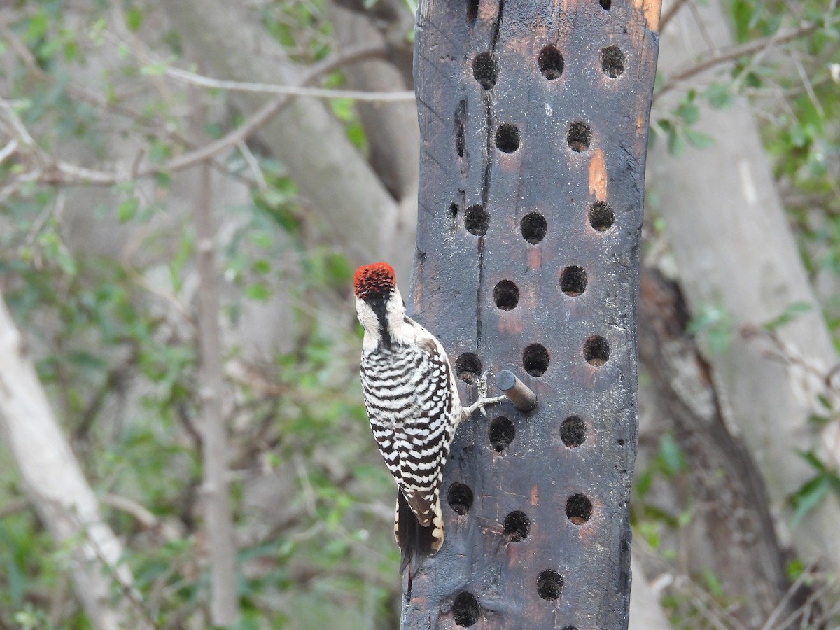 strakapoud proužkohřbetý - ML647000062