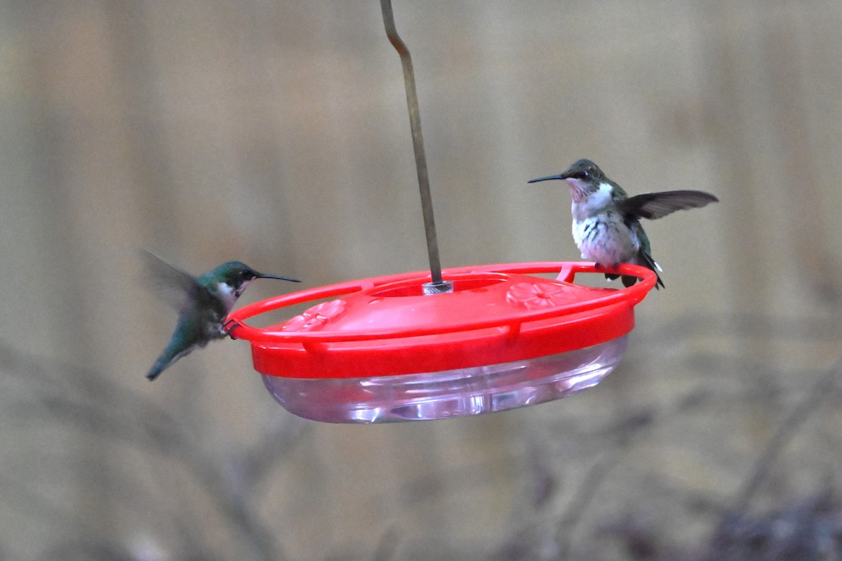 ノドアカハチドリ - ML647000071