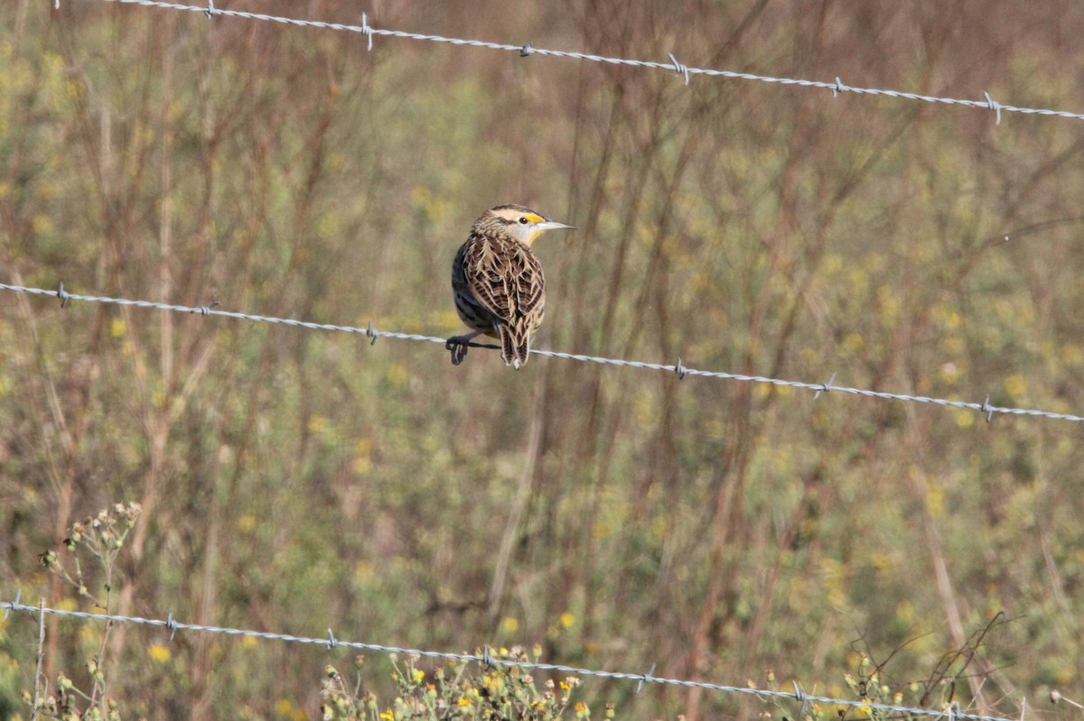 Eastern Meadowlark - ML647000074