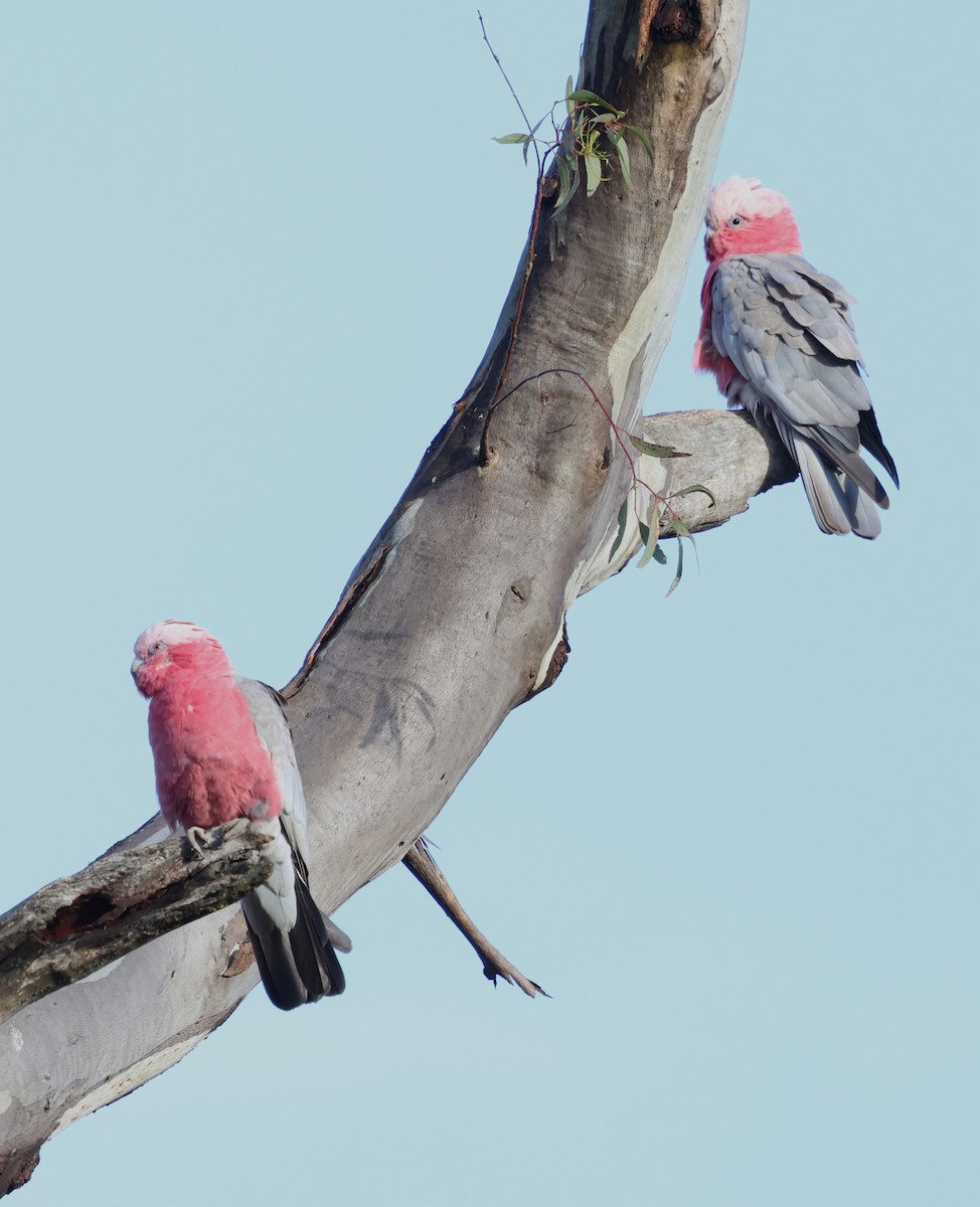 Розовый какаду - ML647000076