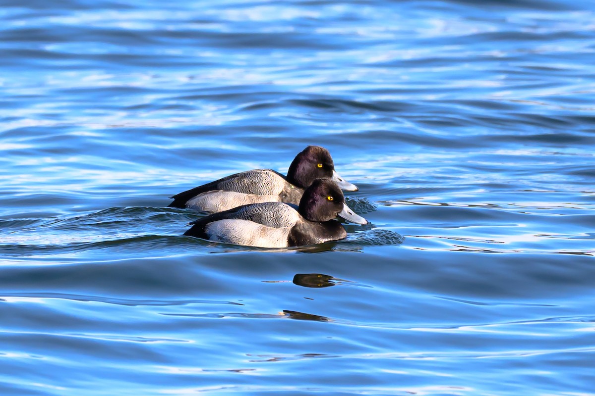 Bergente - ML647000077