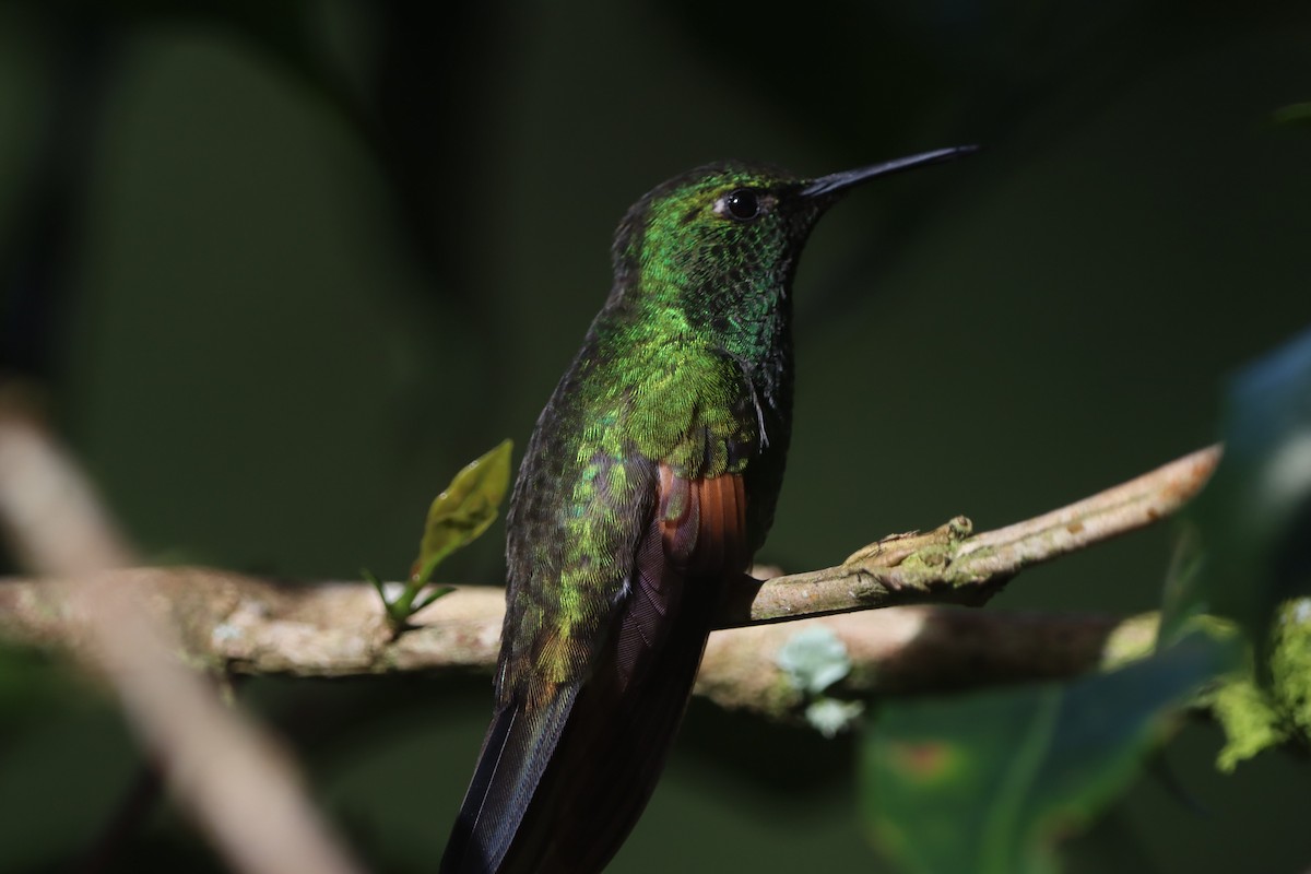 Stripe-tailed Hummingbird - ML647000078