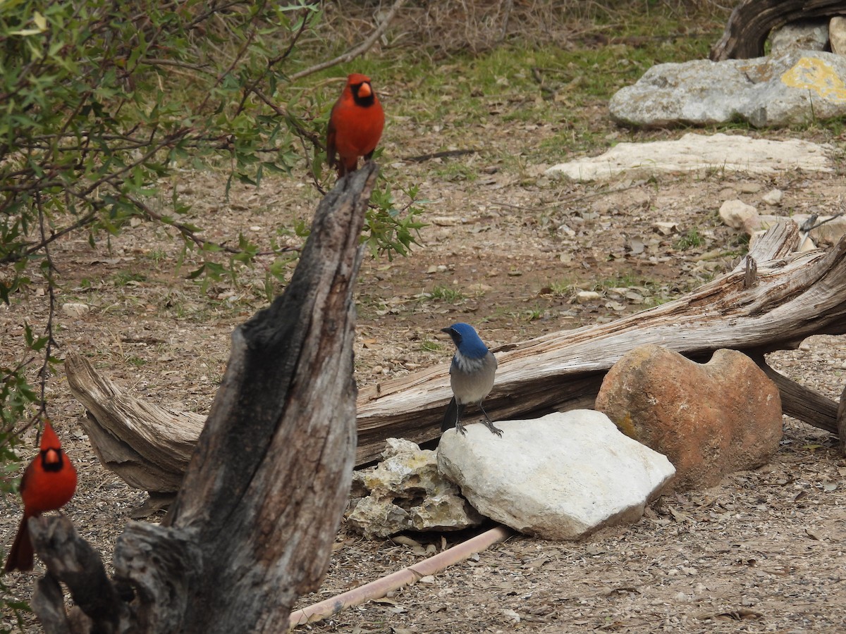 kardinál červený - ML647000081