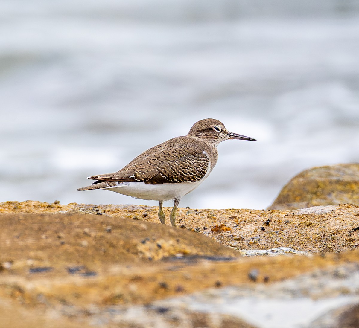 イソシギ - ML647000082