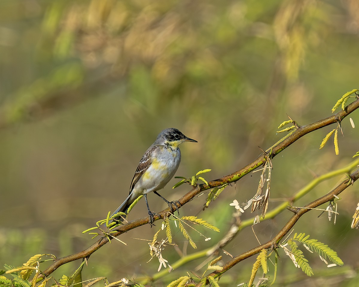 Western Yellow Wagtail - ML647000083