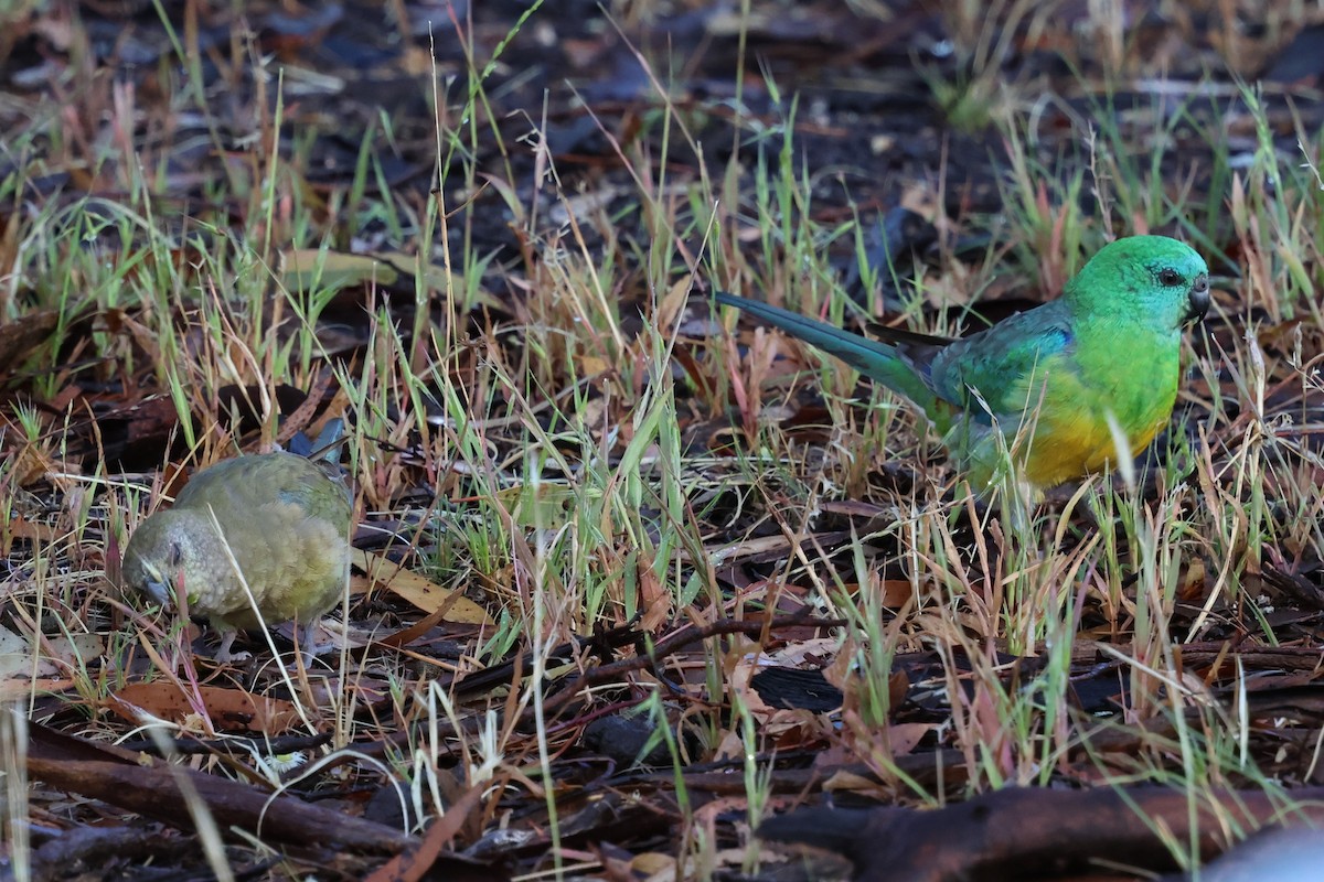 Певчий попугайчик - ML647000085