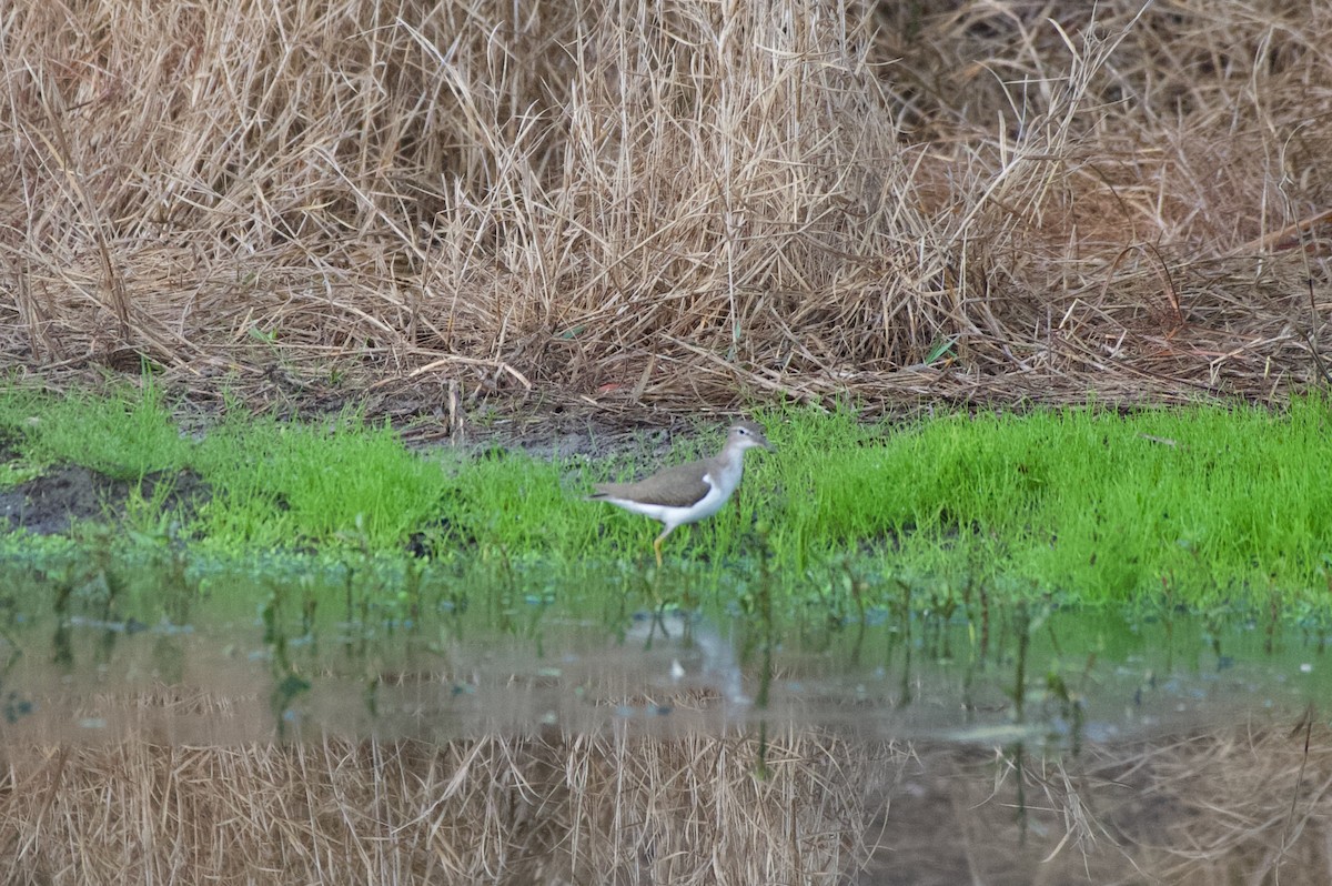 アメリカイソシギ - ML647000086