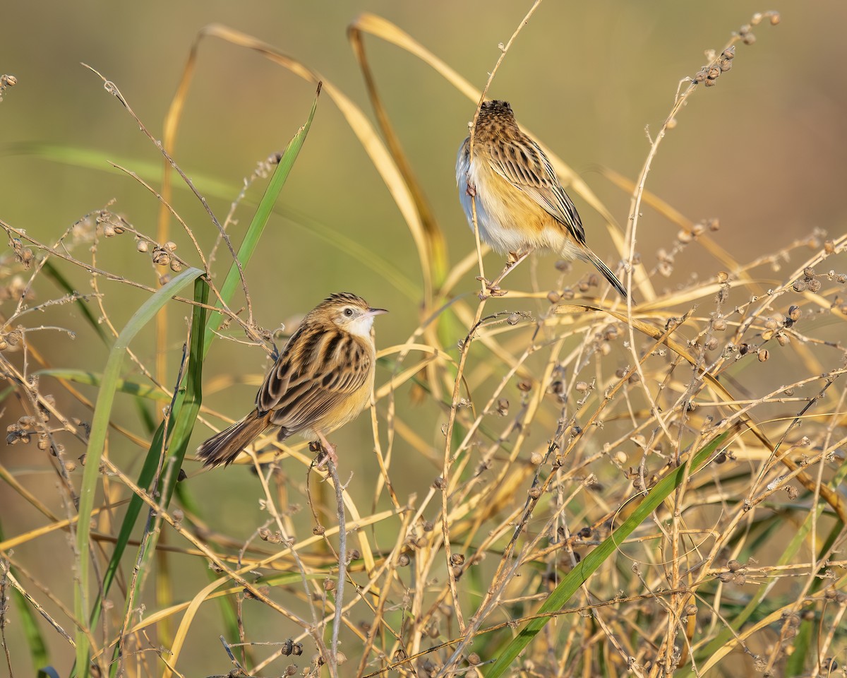 Zitting Cisticola - ML647000089
